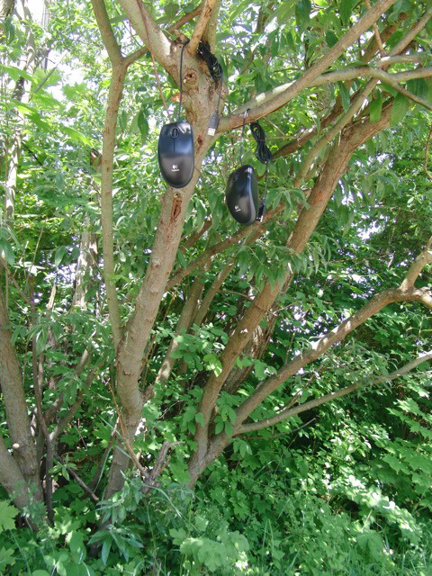 2010-06 Maeuse